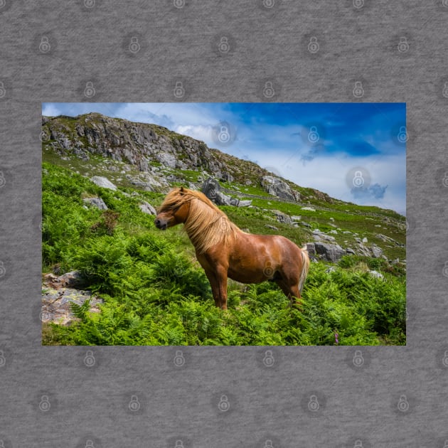 Welsh Mountain Pony by Adrian Evans Photography